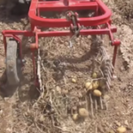 Potato Harvester Machine – Digger – Uses & Manufacturers